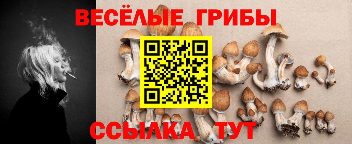 Псилоцибиновые грибы Psilocybe Прокопьевск